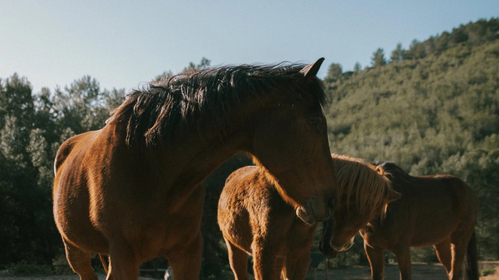 Ibiza Horse Valley, Ibiza