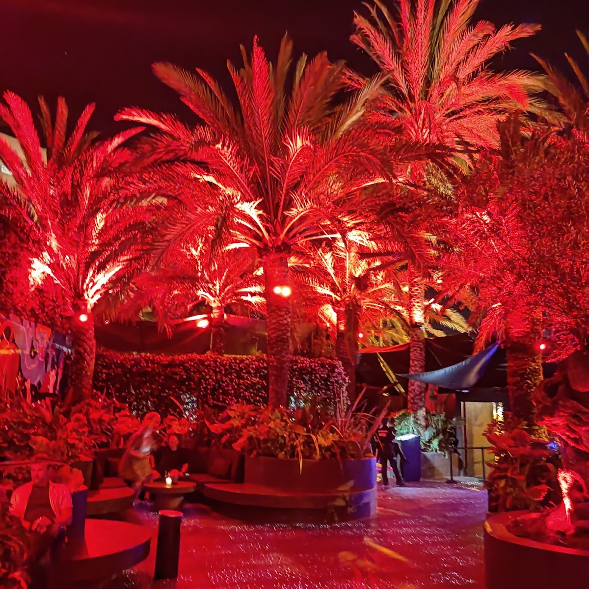 Pacha — photo 5